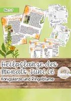 Vorschau - Stundenentwürfe - Heimische Heilkräuter im Juni: Königskerze und Ringelblume - Deckblatt