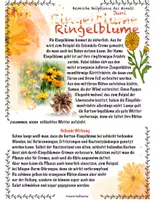 Vorschau - Stundenentwürfe - Heimische Heilkräuter im Juni: Königskerze und Ringelblume - Seite 3