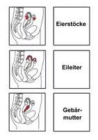 Vorschau - Spiele - Zuordnungsspiel - Geschlechtsorgane der Frau - Seite 1