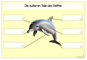 Vorschau - Aufgabenkarten - Der Delfin | Säugetiere | Materialpaket - Seite 3