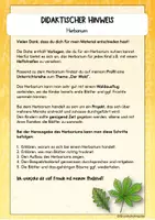 Vorschau - Arbeitsblätter - Herbarium - Vorlagen inkl. Wort-Bildkarten (Klasse 1-4) - Seite 2