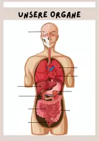 Vorschau - Stationenlernen - Klettmappe Organe - Seite 2
