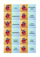 Vorschau - Spiele - Zuordnungsspiel Herz - Biologie - Anatomie - Seite 1