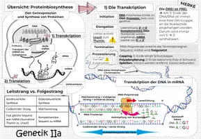 Vorschau - Unterrichtsreihen - GENETIK 2: Kluge Übersicht & Advance Organizer - Deckblatt