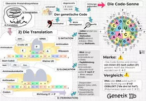 Vorschau - Unterrichtsreihen - GENETIK 2: Kluge Übersicht & Advance Organizer - Seite 3