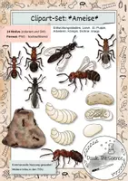 Vorschau - Bildkarten - Clipart-Set: Ameise - Entwicklung - Deckblatt