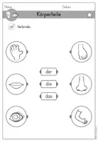 Vorschau - Arbeitsblätter - Körperteile Körper Arbeitsblatt Artikel differenziert - DaZ DaF Sprachförderung - Seite 2