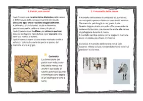anteprima - Didattica a stazioni - Tra natura e matematica; 11 carte per conoscere le renne con due opzioni per la didattica a stazioni(matematica/italiano) cl: III/V - Pagina 3