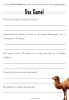 Vorschau - Arbeitsblätter - Das Kamel - Steckbrief inkl. Verständnisfragen - Seite 2