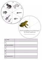 Vorschau - Arbeitsblätter - Drehscheibe Metamorphose des Frosches + Vorlage Drehscheibe - Seite 1