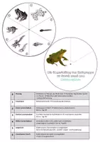 Vorschau - Arbeitsblätter - Drehscheibe Metamorphose des Frosches + Vorlage Drehscheibe - Seite 2