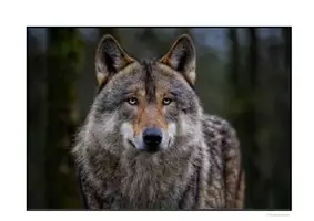 Vorschau - Fördermaterial/Inklusion - Hilfskarte Wolfsblick: Lenkung der Aufmerksamkeit/ Fokussierung/ Konzentration - Seite 3