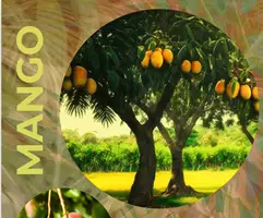 anteprima - Giochi - Gioco stampabile "Alberi africani" - Pagina di copertina