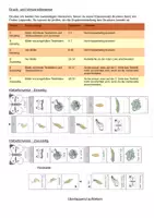 Vorschau - Mal- und Bastelvorlagen - Der Schmetterling - Entwicklung, Entwicklungszyklus - Leporello - Seite 1