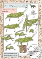 Vorschau - selbst erstellte Cliparts/Grafiken - Clipart-Set: Heupferd - Entwicklung - Deckblatt