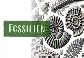 Vorschau - Arbeitsblätter - FOSSILIEN: FOLIEN, INFOTEXT, ARBEITSBLATT - Seite 1