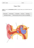 Vorschau - Arbeitsblätter - Das Ohr: Bestandteile, Funktionen und Hörvorgang - Deckblatt