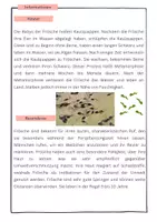 Vorschau - Text - Frosch - Informationen zum Frosch - Seite 1