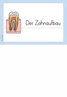 Vorschau - Arbeitsblätter - Zähne: Zahnaufbau - Arbeitsblätter - Seite 2