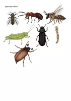 Vorschau - selbst erstellte Cliparts/Grafiken - Clipart-Set: Wirbellose Tiere - Käfer, Schmetterling, Qualle und Co. - Seite 3