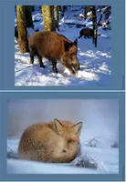 Vorschau - Poster - Fotokartei - Tiere im Winter Klasse 1 - Seite 3