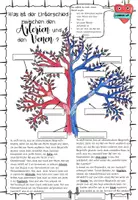 Vorschau - Stundenentwürfe - Herz und Herzkreislauf: Stunde 3: Venen und Arterien - Seite 2