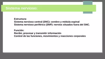Vista previa - Presentaciones - El sistema nervioso Estructura Y función - página 1