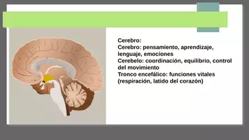 Vista previa - Presentaciones - El sistema nervioso Estructura Y función - página 3