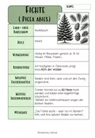 Vorschau - Merkblätter - BAUMARTEN: MERKBLÄTTER, FOLIEN & QUIZ - Seite 1