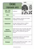 Vorschau - Merkblätter - BAUMARTEN: MERKBLÄTTER, FOLIEN & QUIZ - Seite 2