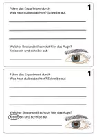 Vorschau - Arbeitsblätter - Schutzfunktionen des Auges - Forscherheft und Experimentierauftrag - Seite 3