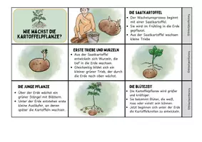 Vorschau - Arbeitsblätter - Leporello - Die Kartoffelpflanze – Vom Keimen bis zur Ernte - Seite 1