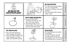Vorschau - Arbeitsblätter - Leporello - Die Kartoffelpflanze – Vom Keimen bis zur Ernte - Seite 3
