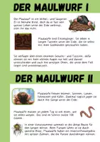Vorschau - Arbeitsblätter - Maulwurf - Sachtext, Kartei und Arbeitsblatt - Seite 3