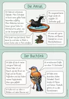 Vorschau - Arbeitsblätter - Heimische Vögel - Wissenskartei & Steckbrief-Vorlagen (2./3. Klasse) - Seite 2