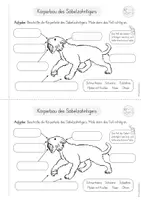 Vorschau - Unterrichtsreihen - Säbelzahntiger - Steinzeit: Forscherheft (2./3. Klasse) - Seite 2