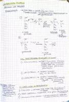 anteprima - Materiale di supporto/inclusione - Il Metabolismo dei lipidi edelle proteine - Pagina 2