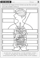 Vorschau - Arbeitsblätter - DIE ORGANE – Arbeitsblatt - Seite 1