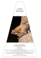 Vorschau - Stationenlernen - Legekreis - Fledermausarten - Seite 3