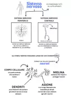 anteprima - Materiale di supporto/inclusione - Sistema nervoso - Pagina di copertina