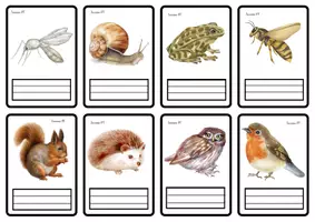 Vista previa - Refuerzo / NEE / Materiales de apoyo - Animals flashcards - página 3