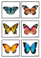 Vista previa - Unidades / Secuencias / Situaciones de Aprendizaje - Las mariposas - Tesoros Brillantes - página 2