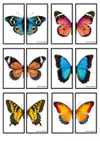 Vista previa - Unidades / Secuencias / Situaciones de Aprendizaje - Las mariposas - Tesoros Brillantes - página 3