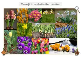 Vorschau - Arbeitsblätter - Frühblüher - Einstieg (Rätsel, Collage, Impulsfragen & Arbeitsblatt) - Seite 3