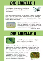 Vorschau - Arbeitsblätter - Libelle - Seite 3