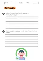 Vorschau - Arbeitsblätter - Die Leber: Funktionen, Entgiftung und Stoffwechselprozesse im Biologieunterricht - Seite 3