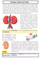 Vorschau - Arbeitsblätter - Die Nieren: Funktionen, Struktur und Filtration Biologieunterricht - Seite 1