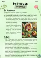 Vorschau - Unterrichtsreihen - Pflanzen | Botanik: Bestäubung und Entstehung von Früchten und Samen (5. & 6. Klasse, Nawi und Biologie) - Seite 2