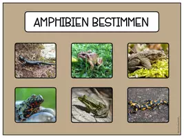 Vorschau - Arbeitsblätter - Amphibien - Bestimmungsschlüssel - Seite 3