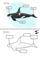 Vorschau - Stationenlernen - Lerntheke: Der Orca (Meerestiere) #summer - Seite 2
